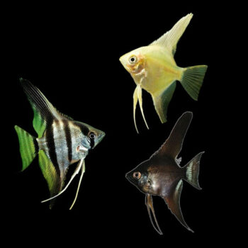 Pterophyllum scalare - Angelfish Assorted/Mix S