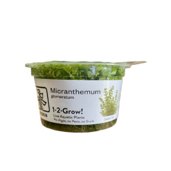 Tropica Micranthemum glomeratum 1-2 Grow!