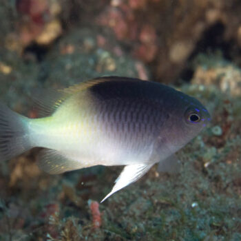 Chrysiptera rollandi -Rolland's Damsel