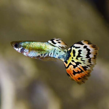 Poecilia reticulata - Guppy Leopard Tail-3.5-4 cm