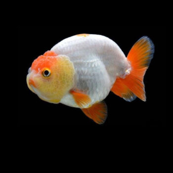 Carassius auratus-Ranchu Buffalo 9-11 cm