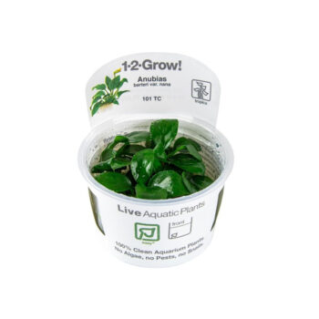 Tropica Anubias barteri nana 1-2-Grow!