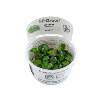 Tropica Anubias 'Mini Coin' 1-2-Grow