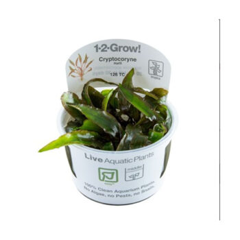 Tropica Cryptocoryne nurii 1-2 grow