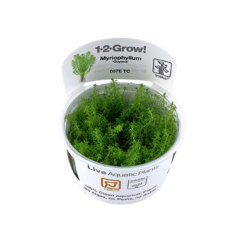 Tropica Myriophyllum guyana 1-2-Grow!
