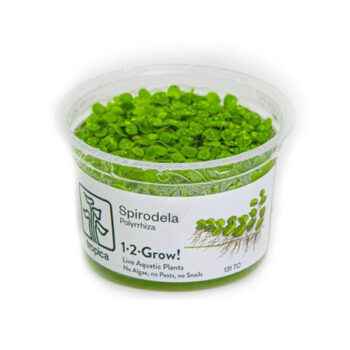 Tropica Spirodela polyrrhiza 1-2-Grow!