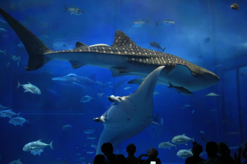 ενυδρεία στο okinawa