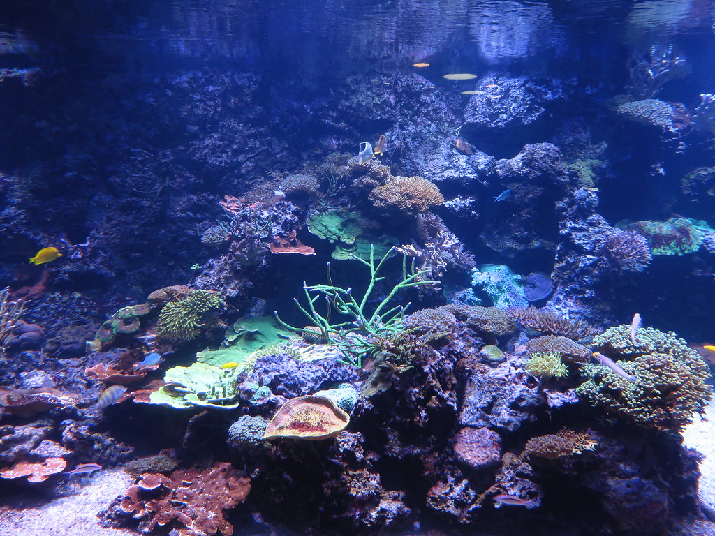 <strong>Τα 10 καλύτερα ενυδρεία στον κόσμο</strong>