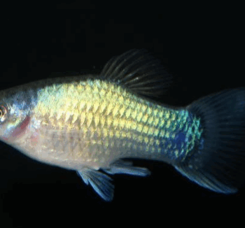 Xiphophorus maculatus - Blue Platy