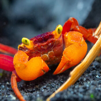 Geosesarma notophorum-Mandarin Vampire Crab