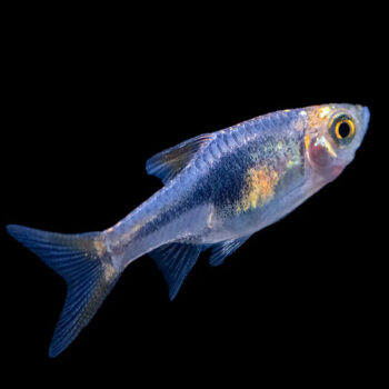 Trigonostigma heteromorpha - Purple Harlequin Rasbora M/L