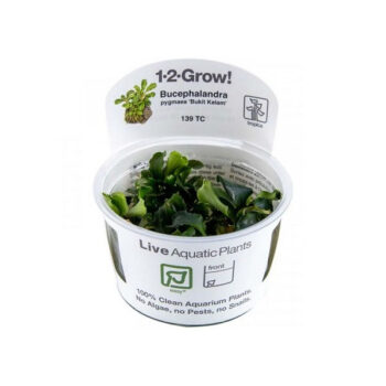 Tropica Bucephalandra pygmaea Bukit Kelam 1-2-Grow