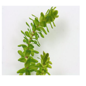 Stoffels Elodea canadensis (bund)