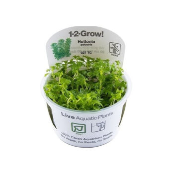 Tropica Hottonia palustris 1-2-Grow!