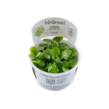 Tropica Lobelia cardinalis Mini1-2 Grow!