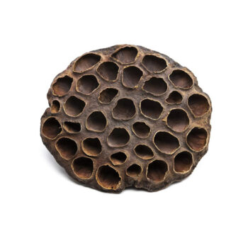 Nature4Pets Lotus pod XXL