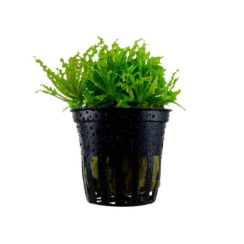 S.I Pogostemon helferi (Topf)