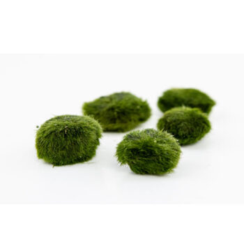 Tropica Aegagropila 5 small Linnaei Moss Ball in blister