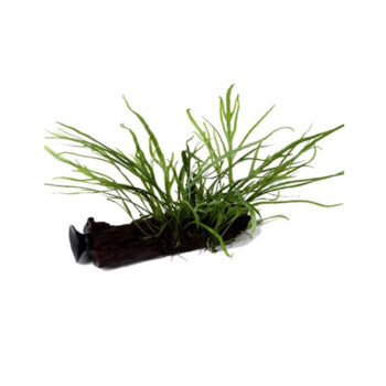 Tropica Microsorum pteropus 'Trident' On Wood With Sucker