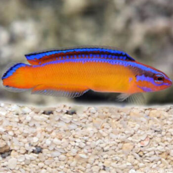 Pseudochromis aldabraensis - Neon Dottyback