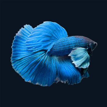 Siamese Fighting Fish -Betta Halfmoon Super Dumbo 4-5cm