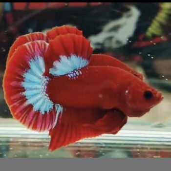 Siamese Fighting Fish -Betta Plakat Hellboy 'Spiderman' 3.5-4cm
