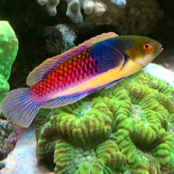 Cirrhilabrus cyanopleura-Bluehead fairy wrasse male