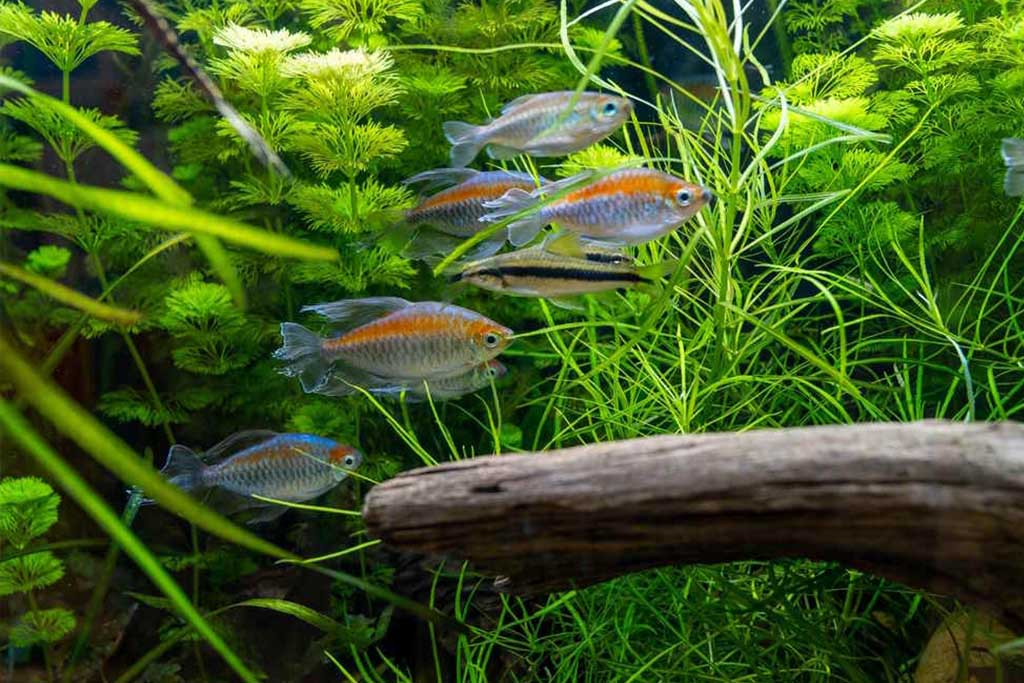 <strong>Πώς στήνω ενυδρείο γλυκού νερού: Οδηγός βήμα - βήμα</strong>