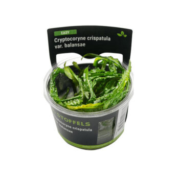 Stoffels Cryptocoryne crispatula var. balansae in vitro