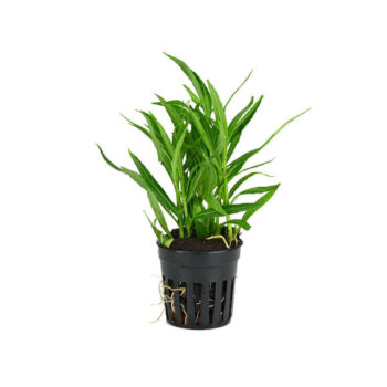 Stoffels Hygrophila ringens 'Angustifolia'