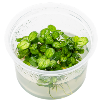 Tropica Anubias Barteri 'Mini Coin Variegated' 1-2 Grow Limited Edition