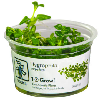 Tropica Hygrophila Serpyllum 1-2 Grow!