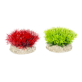 Aqua Della Plant Wort Moss S 5cm