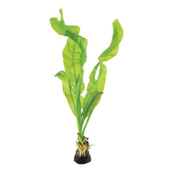 Tropica Aponogeton Ulvaceus