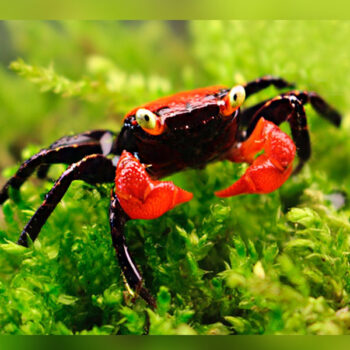 Geosesarma hagen - Red Devil Crab