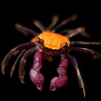 Geosesarma sp. - Halloween / Orange Black Crab