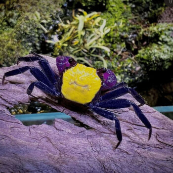 Geosesarma Sp.  - Yellow Vampire Crab