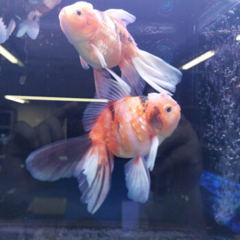 Carassius auratus-Rosetail Oranda Assorted 12-14 cm