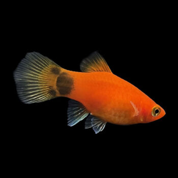 Xiphophorus maculatus - Platy Red Mickey Mouse Platy