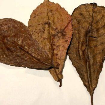 Ceramic Nature Catappa XS Nano 10 pcs