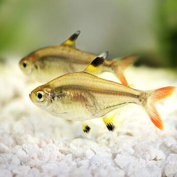 Pristella maxillaris - Golden X-Ray Tetra 3cm