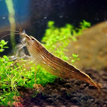 Atyopsis moluccensis - Rock Bamboo Shrimp 3-5 cm