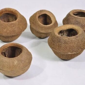 Ceramic Nature Sapucaia pods XL