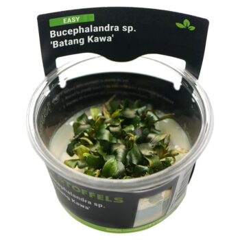 Stoffels Bucephalandra sp. Batang Kawa In-vitro