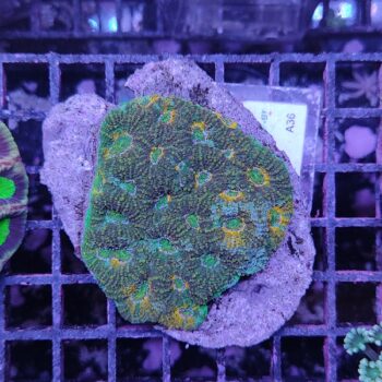 Acanthastrea echinata A36 (46782)