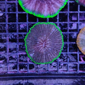 Fungia bicolor 2 (49427)