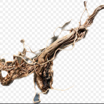 Coiling Dragon Root 40-120cm / per kilo