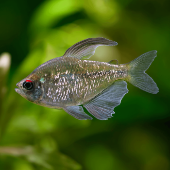 Moenkhausia pittieri - Diamond tetra