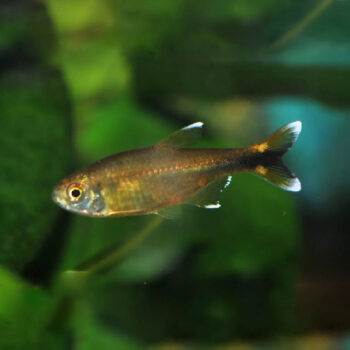 Hasemania nana - Silvertip Tetra