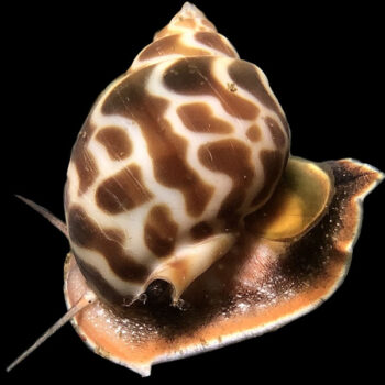 Babylonia spirata - Orange Spotted Tiger Snail